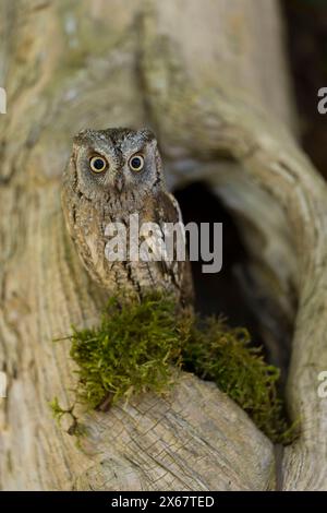 Schleudert Eulen (Otus schleudert) am Rand einer Baumhöhle, gefangen Stockfoto