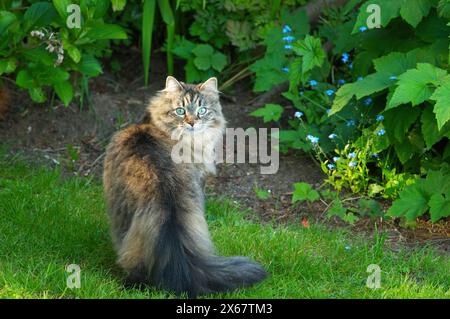 Eine langhaarige Tabby-Katze mit grünen Augen (Feline catus) - in einem Garten, der über ihre Schulter zurückblickt. Stockfoto