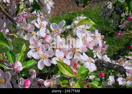 Apfelbaum (Malus pumila) - rosa Blüten im Frühling - Pazifischer Nordwesten. Stockfoto