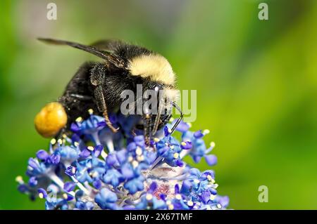 Großaufnahme einer amerikanischen Hummel (Bombus pensylvanicus) - mit Pollensack auf einer kalifornischen Fliebenblüte (Ceanothus). Stockfoto