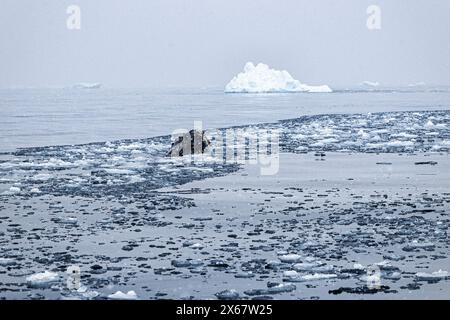 Schnauze eines Buckelwals und Eisberg. Stockfoto