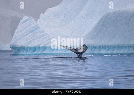 Schwanzflosse eines Buckelwals und Eisberg. Stockfoto