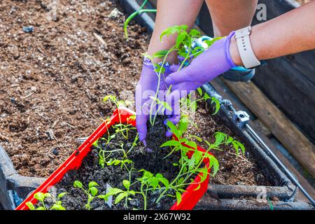 Nahaufnahme der Perspektive einer Frau, die Tomatensämlinge aus Kunststoffschale in den Boden im Gewächshaus transplantiert. Stockfoto