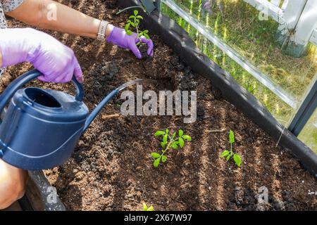 Nahaufnahme der Perspektive einer Frau, die eine Gartengießkanne benutzt, um Tomatensämlinge in ein Pflanzloch im Gewächshaus zu bewässern. Stockfoto