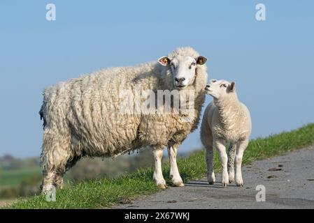 Schafe auf dem Deich, Mutter mit Jungen, Halbinsel Eiderstedt, Deutschland, Schleswig-Holstein, Nordseeküste Stockfoto