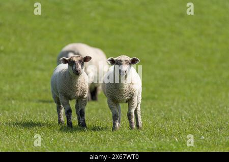 Schafe, zwei Jungtiere, Halbinsel Eiderstedt, Deutschland, Schleswig-Holstein, Nordseeküste Stockfoto