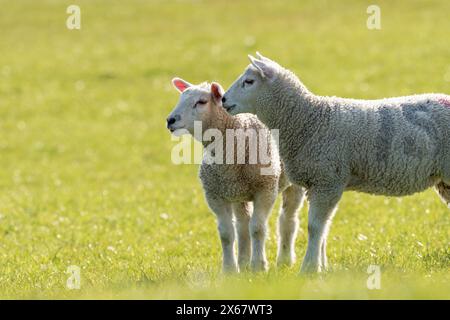 Schafe, zwei Jungtiere, Abendlicht, Halbinsel Eiderstedt, Deutschland, Schleswig-Holstein, Nordseeküste Stockfoto