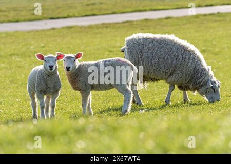 Schafe, zwei Jungtiere mit Mutter, Abendlicht, Halbinsel Eiderstedt, Deutschland, Schleswig-Holstein, Nordseeküste Stockfoto