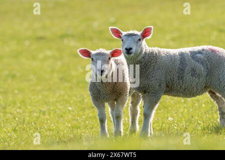 Schafe, zwei Jungtiere, Abendlicht, Halbinsel Eiderstedt, Deutschland, Schleswig-Holstein, Nordseeküste Stockfoto