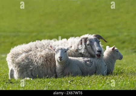 Schafsfamilie, Mutter mit zwei Jungtieren, Westerhever, Halbinsel Eiderstedt, Deutschland, Schleswig-Holstein, Nordseeküste Stockfoto