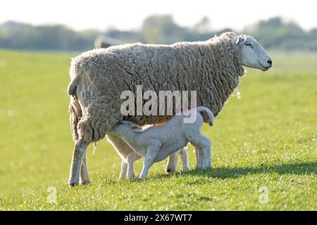 Schaffamilie am Deich, Mutter mit zwei trinkenden Lämmern, Westerhever, Halbinsel Eiderstedt, Deutschland, Schleswig-Holstein, Nordseeküste Stockfoto