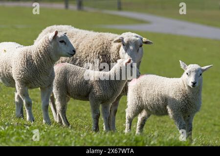 Schafe auf dem Deich bei Westerhever, Halbinsel Eiderstedt, Deutschland, Schleswig-Holstein, Nordseeküste Stockfoto