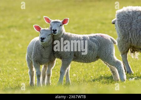 Schafe, zwei Jungtiere, Abendlicht, Halbinsel Eiderstedt, Deutschland, Schleswig-Holstein, Nordseeküste Stockfoto