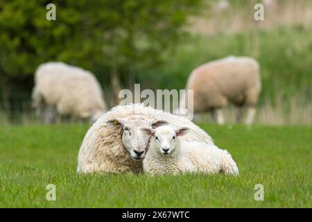 Schafe, Mutter mit Jungen, Halbinsel Eiderstedt, Deutschland, Schleswig-Holstein, Nordseeküste Stockfoto