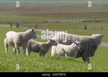 Schafe auf dem Deich bei Westerhever, Halbinsel Eiderstedt, Deutschland, Schleswig-Holstein, Nordseeküste Stockfoto