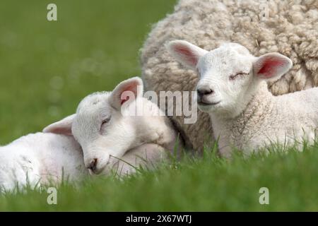 Zwei Lämmer, Geschwisterpaare, Halbinsel Eiderstedt, Deutschland, Schleswig-Holstein, Nordseeküste Stockfoto