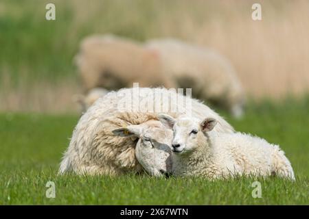 Schafe, Mutter mit Jungen, Halbinsel Eiderstedt, Deutschland, Schleswig-Holstein, Nordseeküste Stockfoto