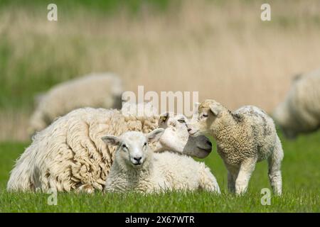 Schafe, Mutter mit Jungtieren, Halbinsel Eiderstedt, Deutschland, Schleswig-Holstein, Nordseeküste Stockfoto