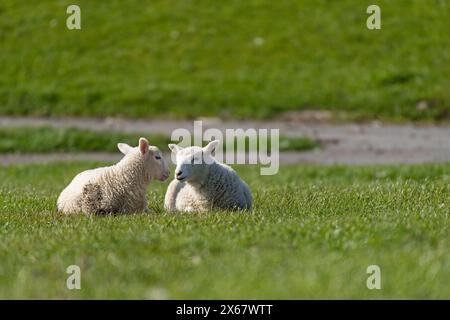 Schafe, zwei Jungtiere, Halbinsel Eiderstedt, Deutschland, Schleswig-Holstein, Nordseeküste Stockfoto