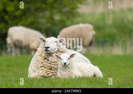 Schafe, Mutter mit Jungen, Halbinsel Eiderstedt, Deutschland, Schleswig-Holstein, Nordseeküste Stockfoto