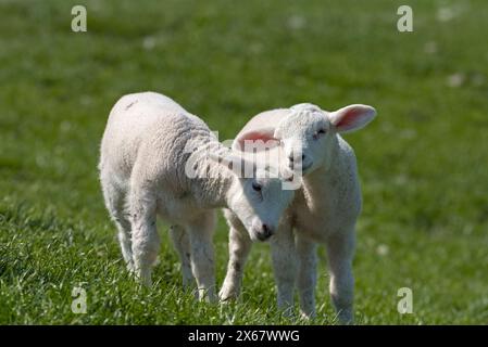 Zwei Lämmer, Geschwisterpaare, Halbinsel Eiderstedt, Deutschland, Schleswig-Holstein, Nordseeküste Stockfoto