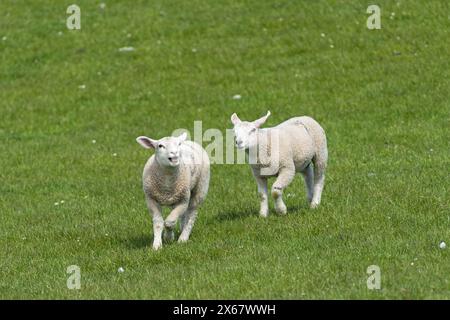 Schafe, zwei Jungtiere, die über die Wiese laufen, Halbinsel Eiderstedt, Deutschland, Schleswig-Holstein, Nordseeküste Stockfoto