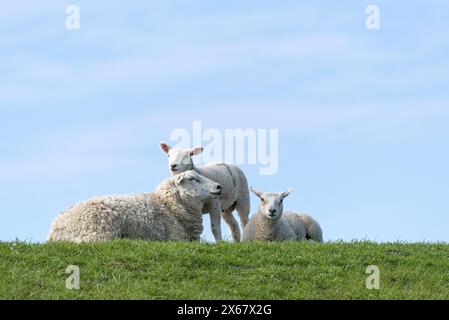 Schaffamilie am Deich, Mutter mit zwei Jungtieren, Westerhever, Halbinsel Eiderstedt, Deutschland, Schleswig-Holstein, Nordseeküste Stockfoto