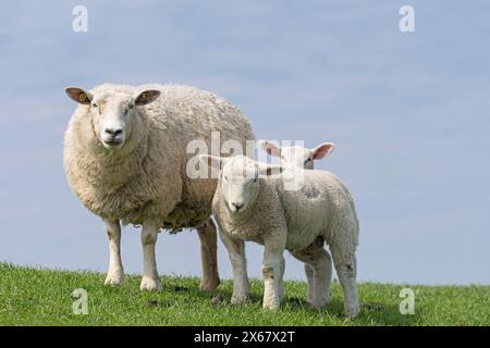 Schaffamilie am Deich, Mutter mit zwei Jungtieren, Westerhever, Halbinsel Eiderstedt, Deutschland, Schleswig-Holstein, Nordseeküste Stockfoto