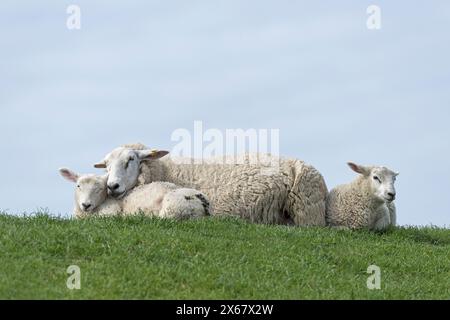 Schaffamilie am Deich, Mutter mit zwei Jungtieren, Westerhever, Halbinsel Eiderstedt, Deutschland, Schleswig-Holstein, Nordseeküste Stockfoto