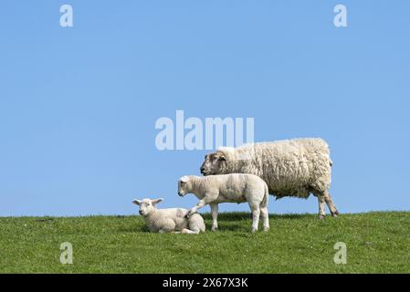 Schaffamilie am Deich, Mutter mit zwei Jungtieren, Westerhever, Halbinsel Eiderstedt, Deutschland, Schleswig-Holstein, Nordseeküste Stockfoto