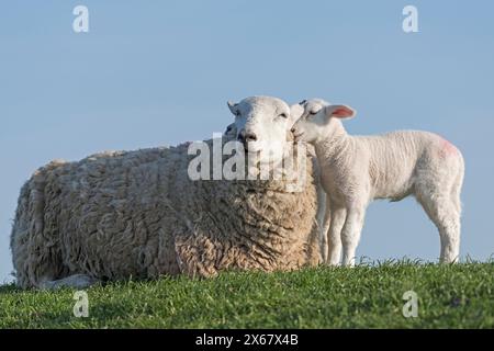 Schafe auf dem Deich, Lammlein kuschelt sich an seine Mutter, Halbinsel Eiderstedt, Deutschland, Schleswig-Holstein, Nordseeküste Stockfoto