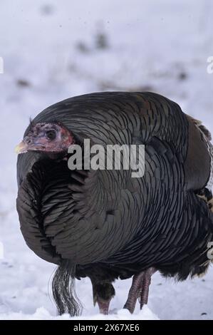 Ein wilder truthahn (Meleagris gallopavo) im Winter. Yaak Valley, Nordwesten von Montana. Stockfoto