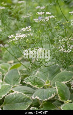 Kontrastierende Texturen des einjährigen Koriantro, Coriandrum sativum, und des mehrjährigen Krauts kubanischer Oregano, Coleus amboinicus. Stockfoto