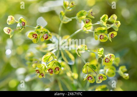 Euphorbia martinii, Ascot Rainbow, ist besonders schön im Frühlingsgarten, wenn winzige rote Blumen erscheinen. Stockfoto