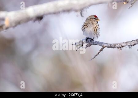 Arktische Rotpoll (Carduelis hornemanni), Winter, Kaamanen, Finnland Stockfoto