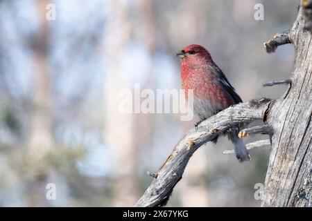 Hakenbarsch (Pinicola Enucleator), männlich, Ast, Zweig, Winter, Kaamanen, Finnland Stockfoto