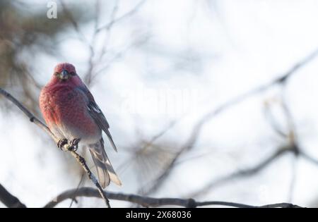 Hakenbarsch (Pinicola Enucleator), männlich, Ast, Zweig, Winter, Kaamanen, Finnland Stockfoto