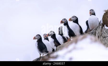 Puffin (Fratercula arctica) im Winter, Insel Hornoya, Vardo, Halbinsel Varanger, Troms og Finnmark, Norwegen Stockfoto