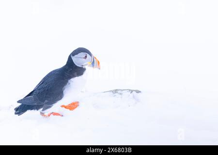 Puffin (Fratercula arctica) im Winter, Insel Hornoya, Vardo, Halbinsel Varanger, Troms og Finnmark, Norwegen Stockfoto