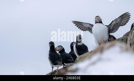 Puffin (Fratercula arctica) im Winter, Insel Hornoya, Vardo, Halbinsel Varanger, Troms og Finnmark, Norwegen Stockfoto