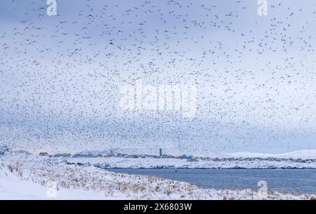 Vogelherde, Guillemoten (Uria aalge) im Flug, Insel Hornoya, Vardo, Halbinsel Varanger, Troms og Finnmark, Norwegen Stockfoto