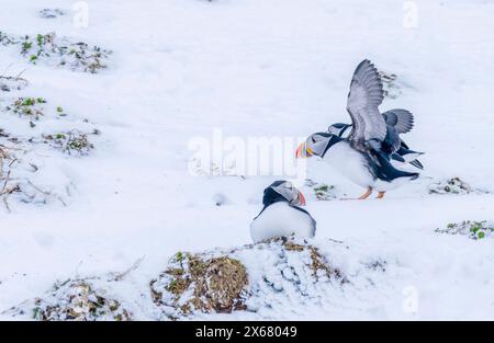 Puffin (Fratercula arctica) im Winter, Insel Hornoya, Vardo, Halbinsel Varanger, Troms og Finnmark, Norwegen Stockfoto