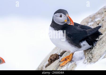 Puffin (Fratercula arctica) im Winter, Insel Hornoya, Vardo, Halbinsel Varanger, Troms og Finnmark, Norwegen Stockfoto