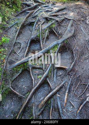 Azoren, exponiert, Schnürmuster, Wanderweg Misterios Negros, eher wie ein Wurzelkanal als ein Wanderweg, natürliche Landschaft, Natur, Pfad zur Natur, Portugal, Terceira, Baumwurzeln Stockfoto