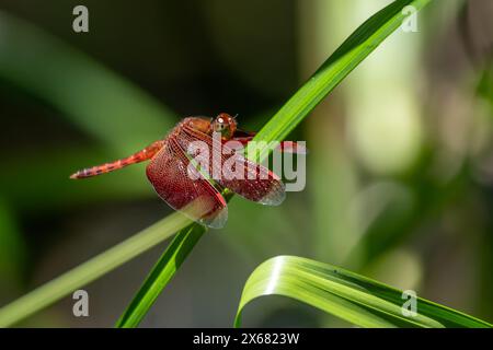 Rote Grasschawk - Neurothemis fluktuiert, wunderschöne rote Libelle aus asiatischen Süßgewässern und Sümpfen, Borneo, Malaysia. Stockfoto