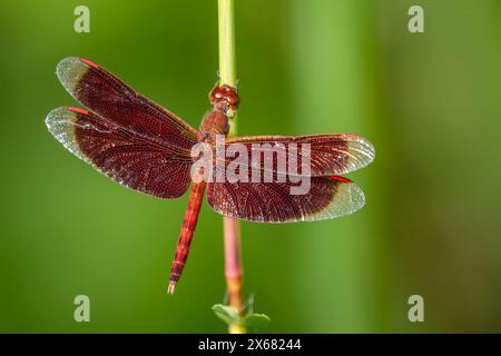 Rote Grasschawk - Neurothemis fluktuiert, wunderschöne rote Libelle aus asiatischen Süßgewässern und Sümpfen, Borneo, Malaysia. Stockfoto