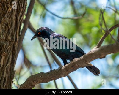 Cape Starling im Etosha Nationalpark, Namibia Stockfoto