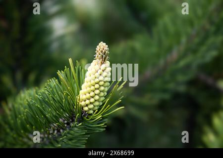 Blüte von Pinus mugo Turra. Männliche Pollenbildung Strobili. Neue Triebe im Frühjahr der Zwergkiefer. Koniferenzkoniferenkonifer Cluster Pollenhaltiger männlicher Stecker Stockfoto
