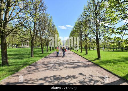 Krasnogorsk, Russland - 1. Mai. 2024. Die Lindenallee im Frühjahr im Arkhangelskoje Estate Museum. Stockfoto