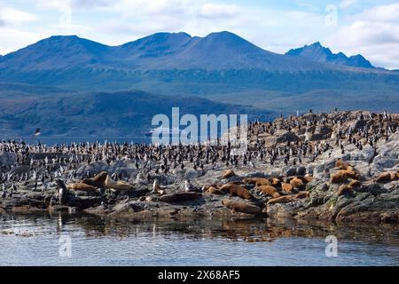 Ushuaia, Tierra del Fuego, Argentinien, Kormorane und Seelöwen auf einem Felsen im Beagle-Kanal gelegen, ist der Beagle-Kanal eine natürliche Wasserstraße an der Südspitze Südamerikas, die den Atlantik mit dem Pazifischen Ozean verbindet. Ushuaia ist die südlichste Stadt der Welt, das Ende der Welt. Hinten ein Antarktis-Kreuzfahrtschiff, die Fridtjof Nansen. Stockfoto